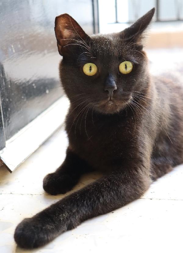 Siria, nera elegante e molto affettuosa Foto 2